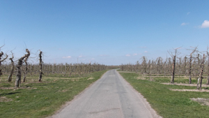 Radweg quer durch die Obstplantagen