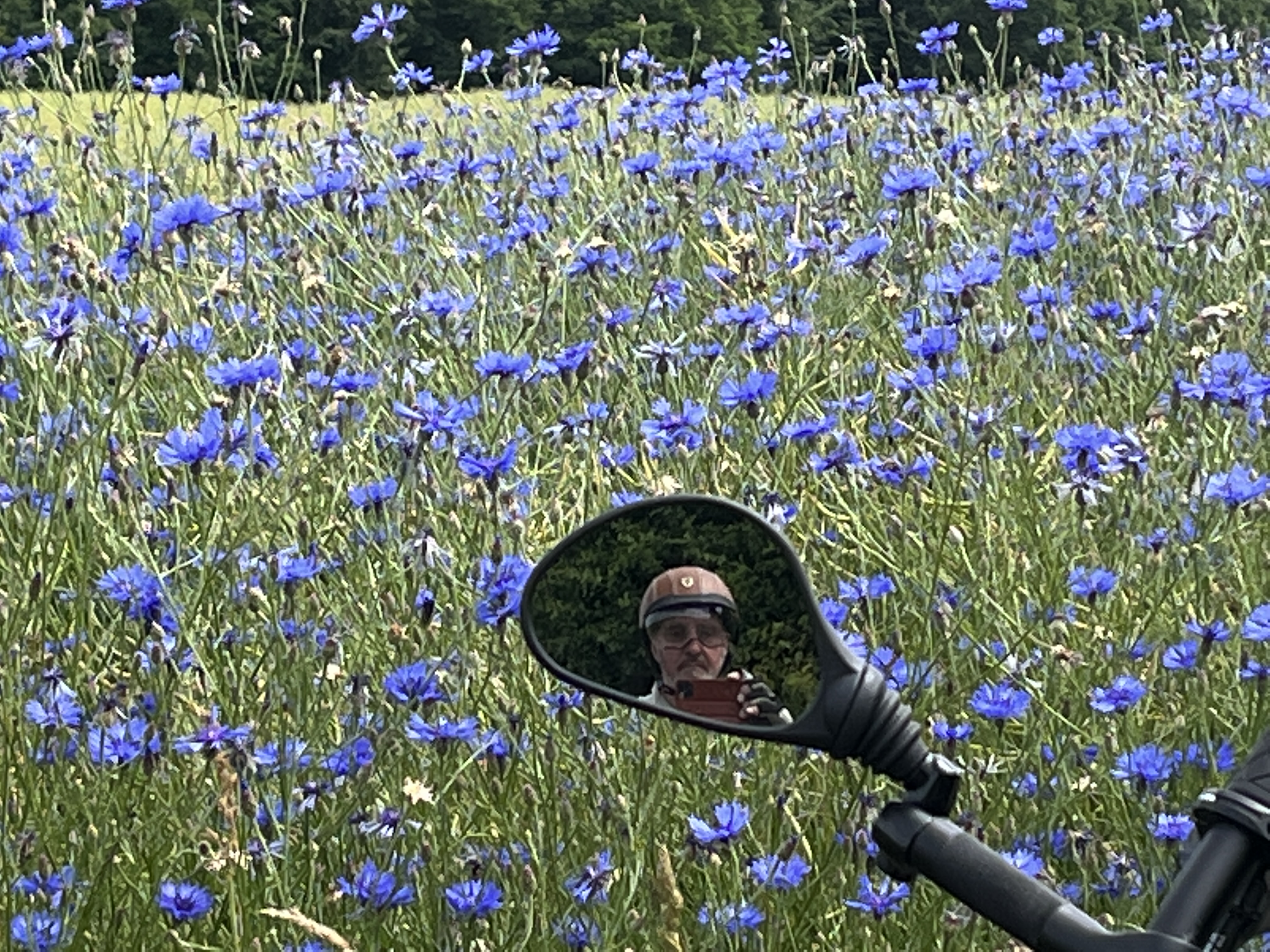 Farbenpracht am Feldrain