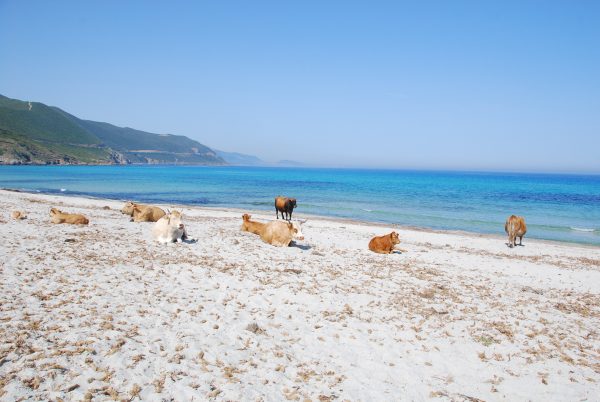 Da noch nicht Saison war, mussten wir den Strand in Korsika nur mit ein paar einheimischen Gästen teilen