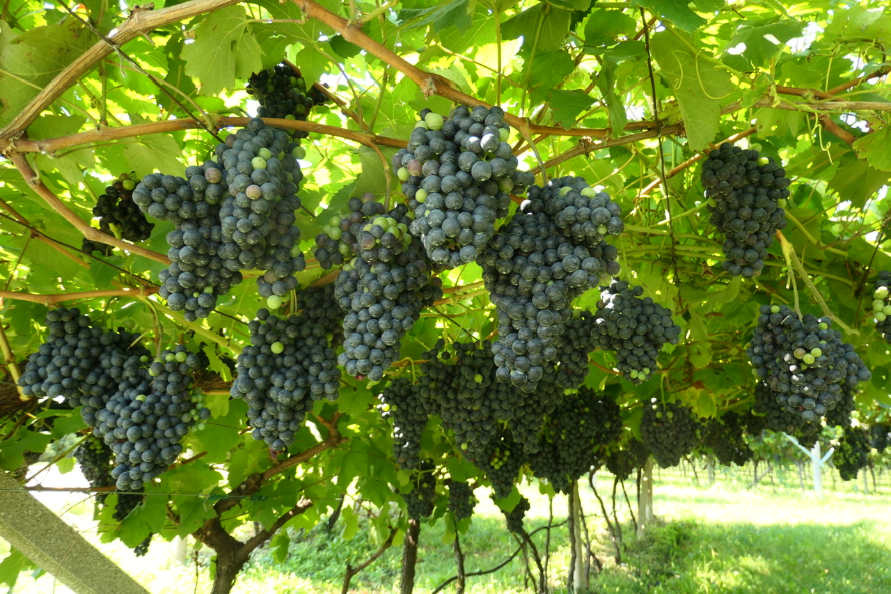 Reichliche Traubenernte für süffige Weine