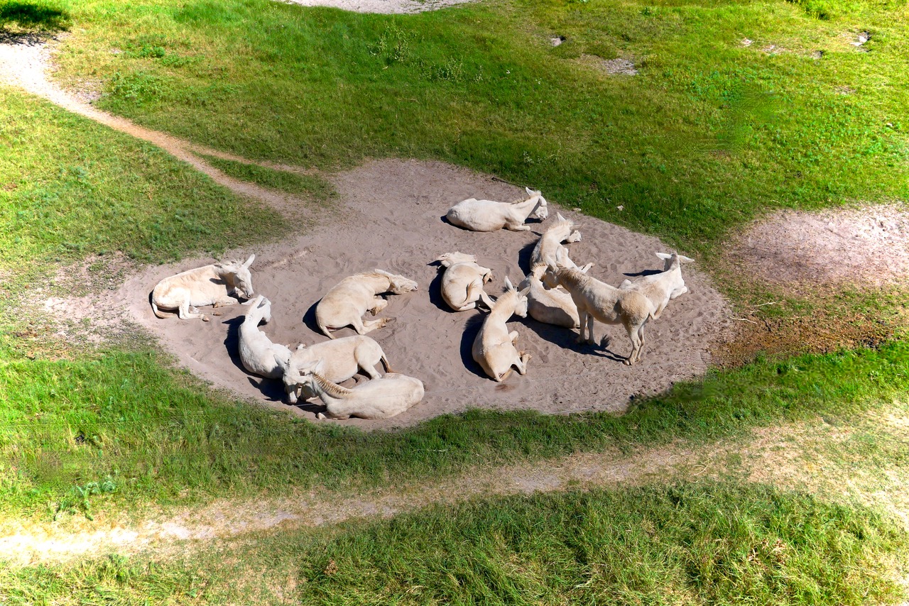 weiße Esel 'baden' in der Sonne