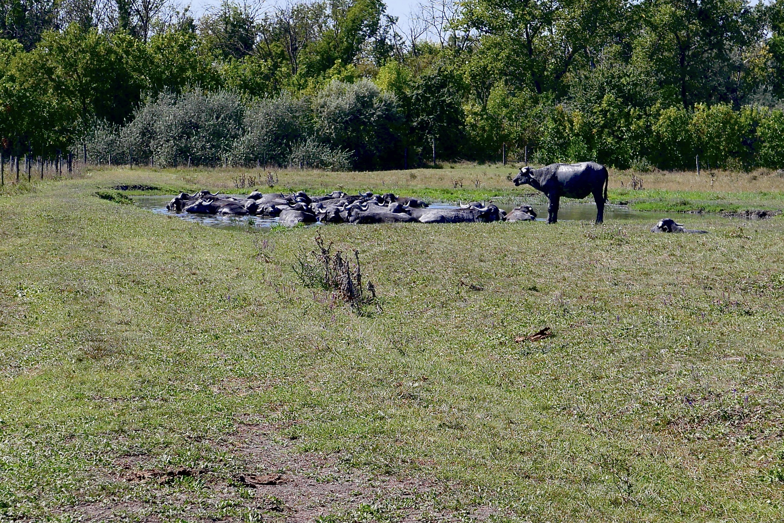 schwarze Büffel 'baden' im Wasser