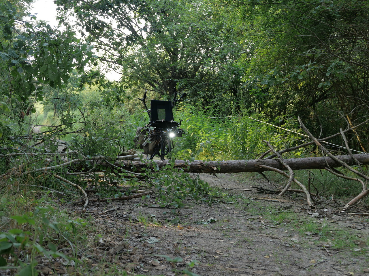 Pino-vor-umgefallenem-Baumstamm