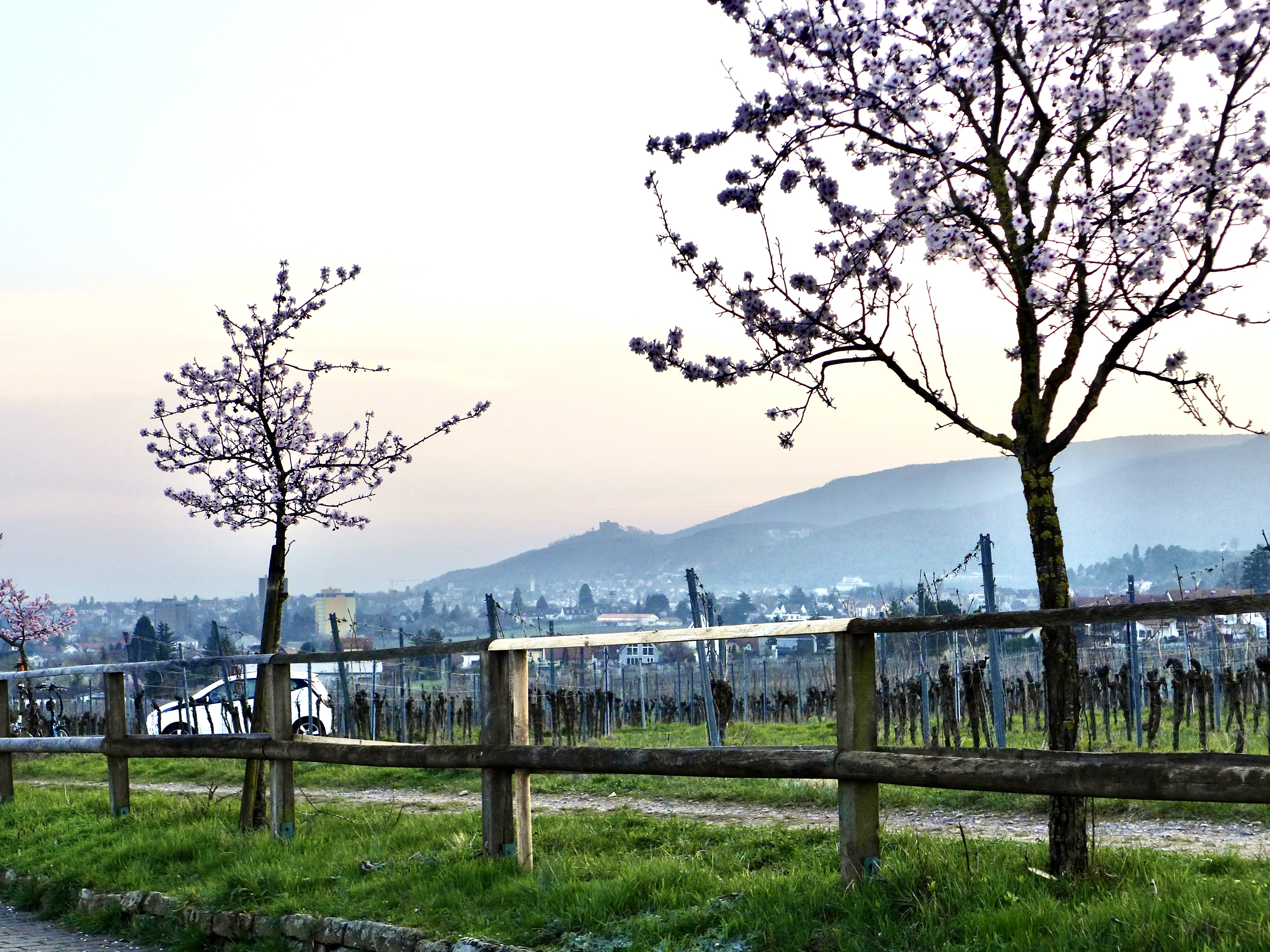 Am Haardrand entlang den Blick zum Hambacher Schloss