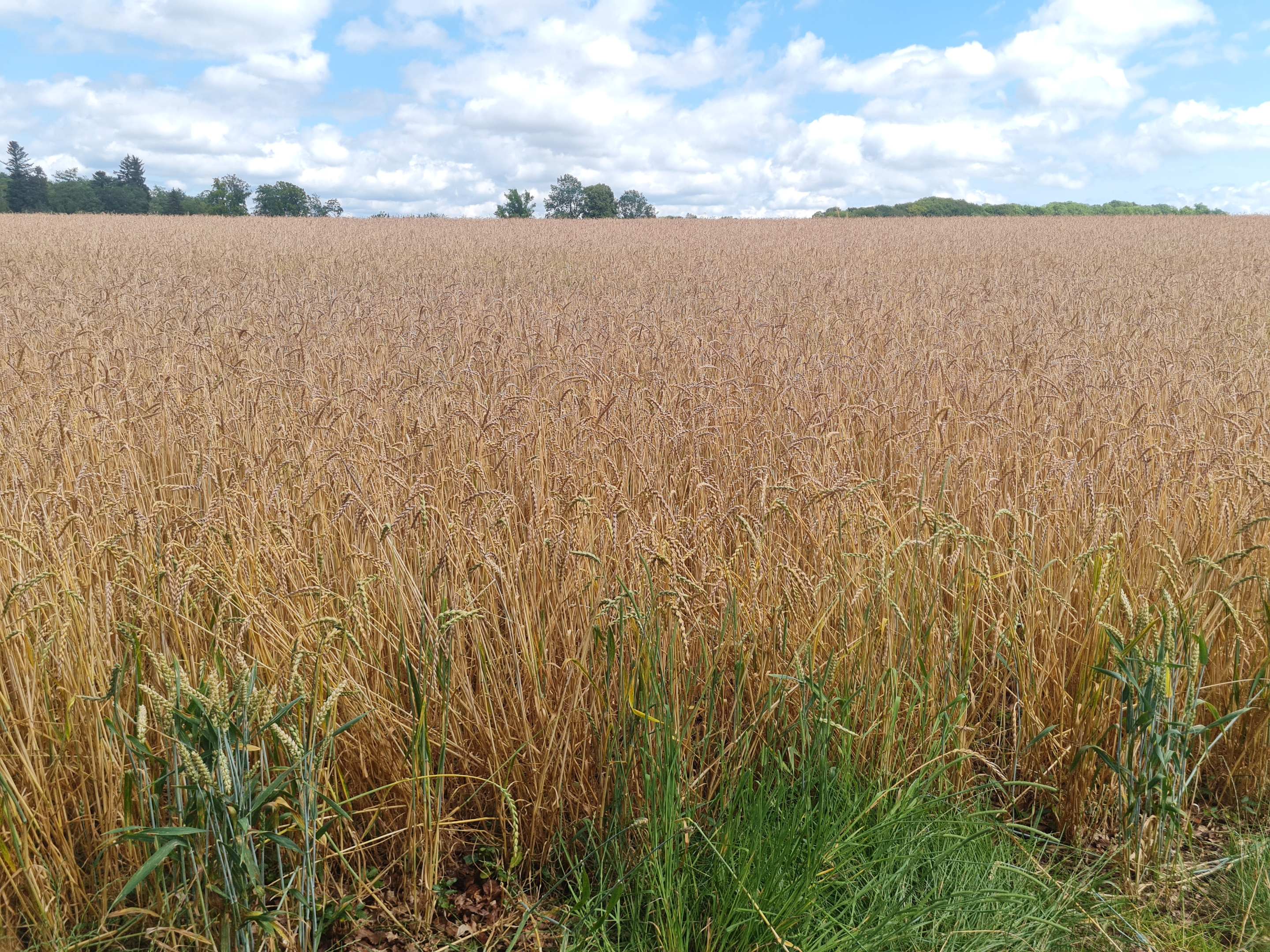 Getreidefeld auf der Alb
