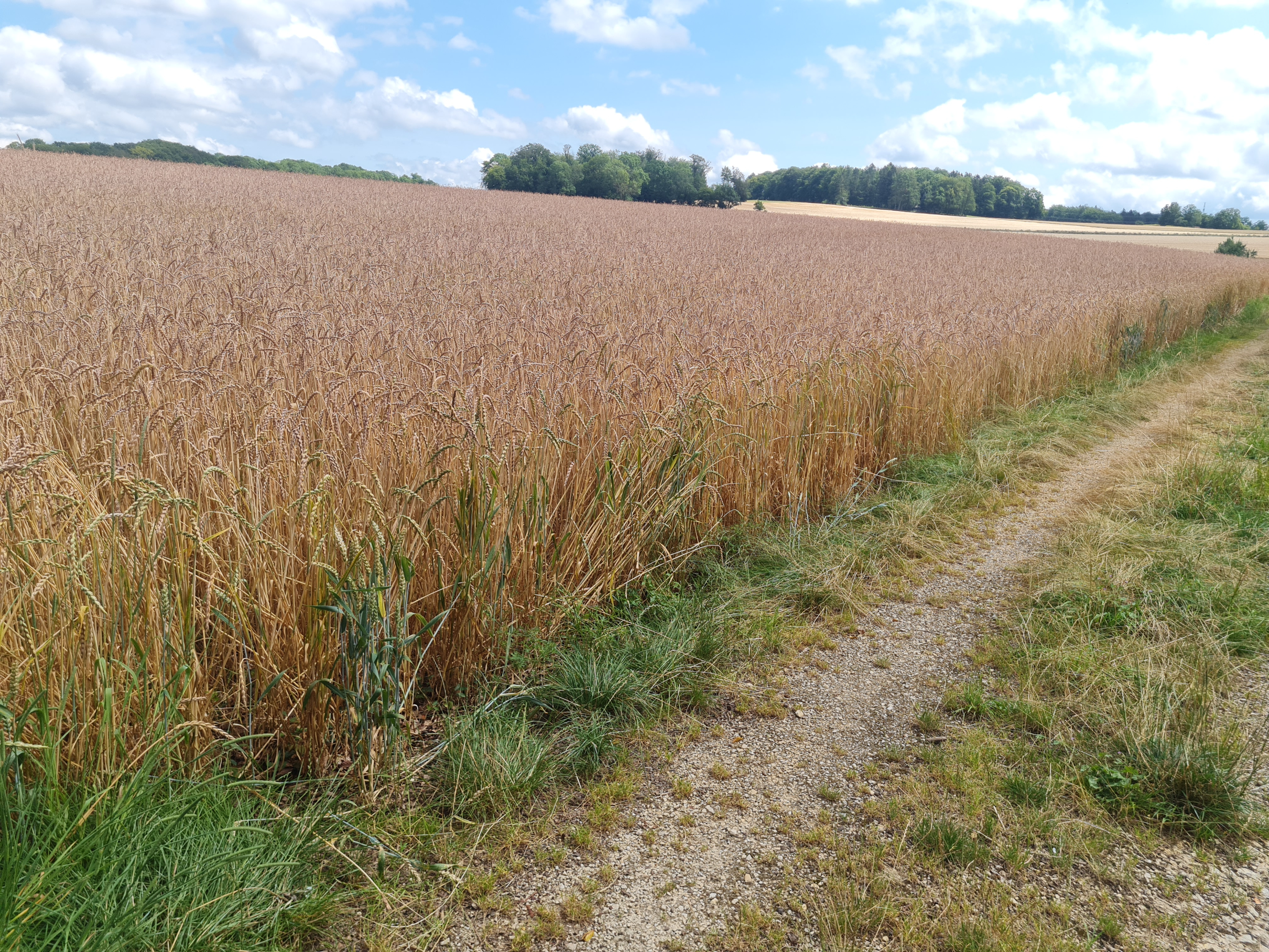 Getreidefeld auf der Alb
