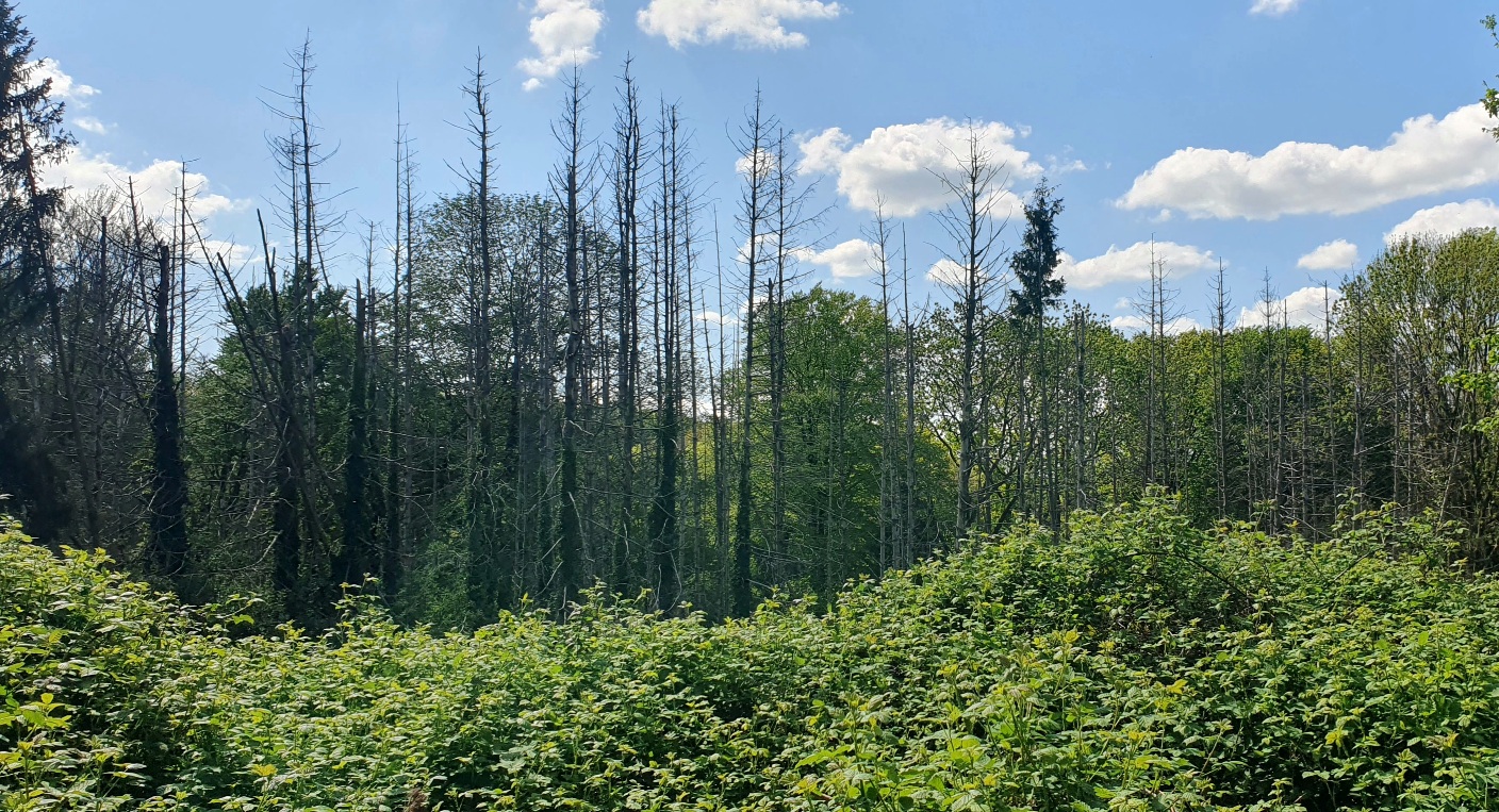 Hier schlägt auch im Mai nichts mehr aus