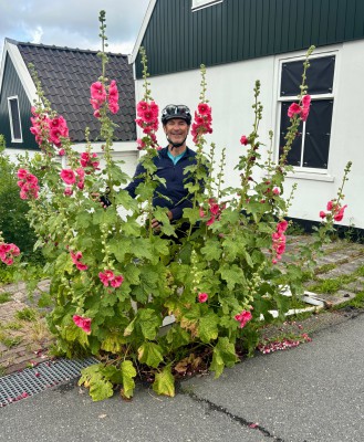 Wunderschöne Stockrosen an jeder Hauswand oder Straßenecke