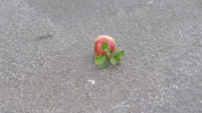 farbenprächtig 'hingelegt' mitten auf dem Weg